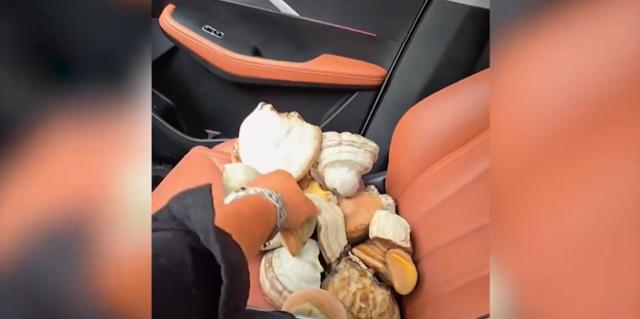 İnternette şifalı mantar dolandırıcılığı. Kalp ve böbreğe iyi geliyor vaadiyle binlerce dolar alıyorlar