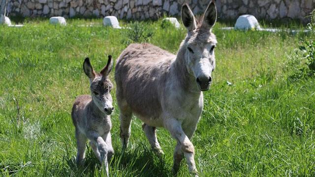 TÜİK verileri açıkladı. At, eşek ve katır sayısında büyük düşüş
