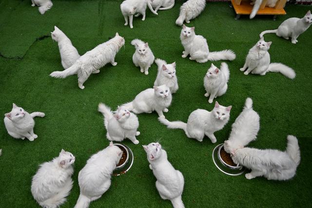 Sevimlilikleriyle kalpleri ısıtıyorlar. Tüylü dostlar Dünya Kedi Günü'nü kutluyor