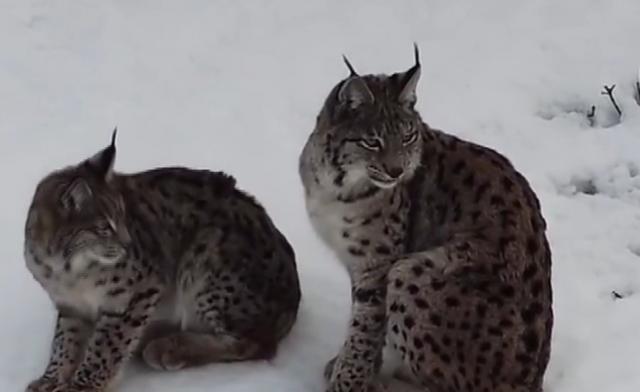 Vaşak ailesi böyle görüntülendi