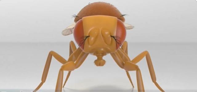 Bilim insanları bir sinek beynini gerçekten bilgisayara yükledi mi?