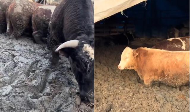 Hayvanlar hızlı kilo alsın diye Kurban Bayramı öncesi insanlık dışı görüntü. Bakanlık inceleme başlattı