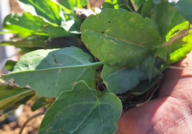 Doğada kendi kendine yetişen ot. Tezgaha indi, bol yol yeniyor