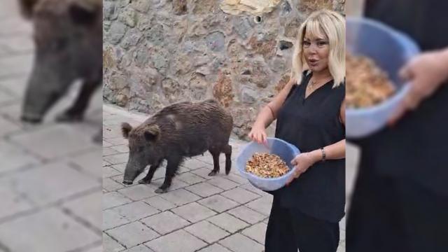 Safiye Soyman'ın yaban domuzu macerası. Kapısına kadar geldi, elleriyle besledi