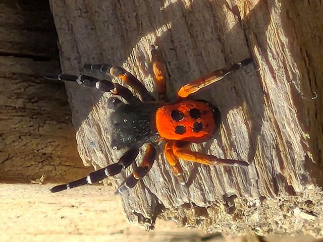 Akdeniz ve Orta Asya'nın nadir türü Elazığ'da görüntülendi