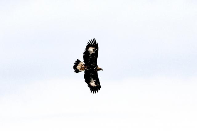 Kurt ve tilki avlayabiliyor! En tehlikeli yırtıcı kamerada: 320 kilometre hıza ulaşıyor