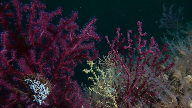 Bakan Kurum: Denizlerin ormanı mercanları yeniden yaşamla buluşturuyoruz