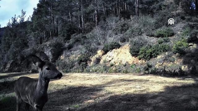Tekirdağ'da 3 karaca fotokapanla görüntülendi