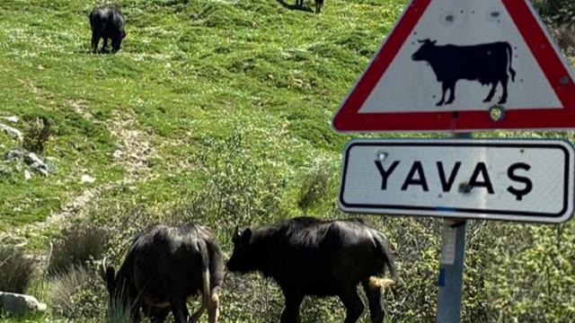 İstanbul'un siyah incileri. Meralar küçüldü, sayıları azaldı