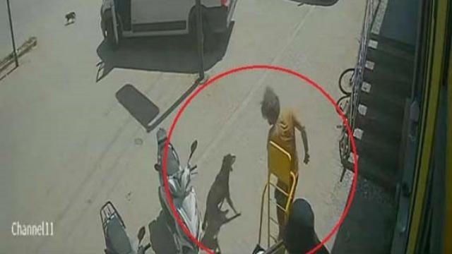 Kedinin üzerine bastı, köpeği tekmeledi