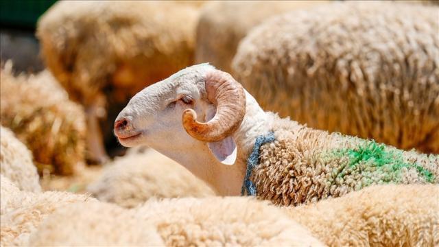 Kurban keserken okunacak dua: Diyanet'e göre kurban keserken besmele çekilmeli mi, çekilmezse ne olur?