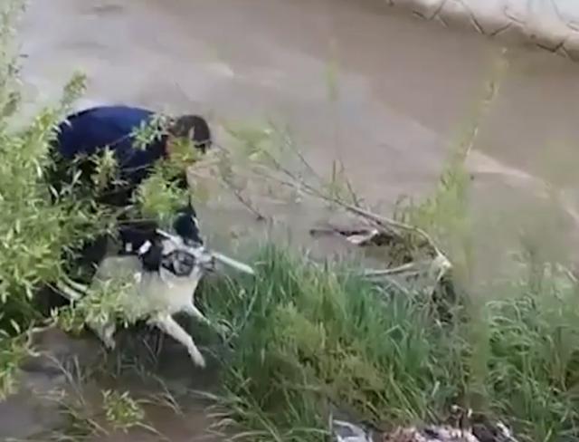 Çaya düşen köpeği, elini ısırmasına rağmen kurtardı