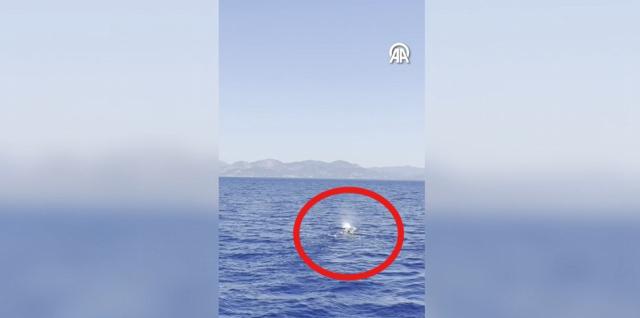 Fethiye açıklarında balina görüntülendi