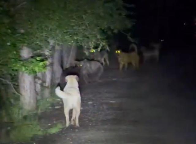 Başıboş köpekler, ayılarla karşı karşıya geldi