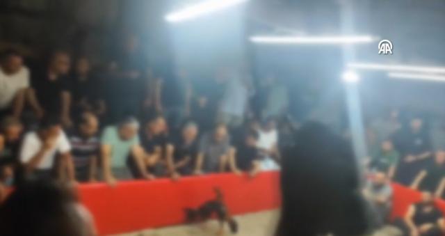 Hayvanları Koruma Derneği'ne horoz dövüşü baskını: İçeriden 110 kişi çıktı