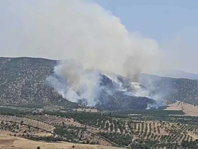 Malatya'da orman yangını. Ekiplerin müdahalesi sürüyor