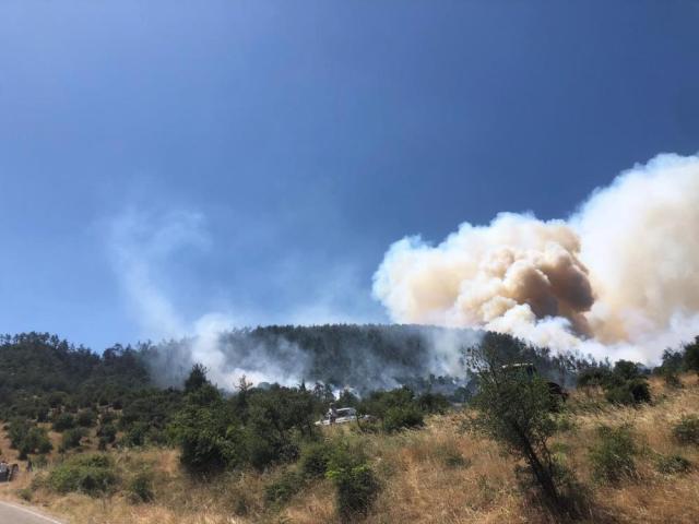 Balıkesir'de orman yangını