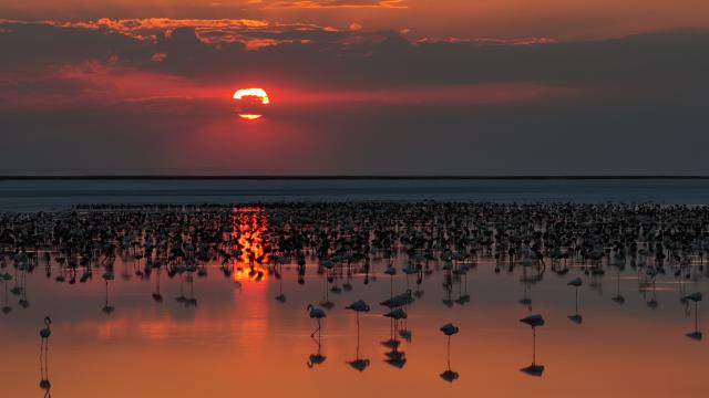 Tuz Gölü'nde son 5 yılın flamingo rekoru